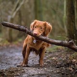 a cute dog playing with a branch